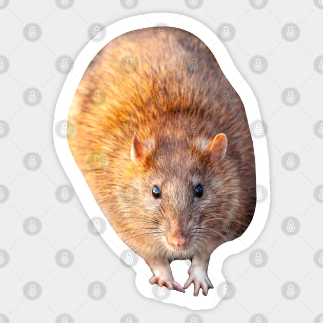 Mr Rat Sticker by dalyndigaital2@gmail.com